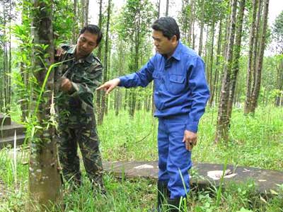 do bau Hướng dẫn cách trồng và tạo trầm sớm cho cây dó bầu 